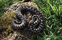 363 Hance Roger - Male Adder (1)